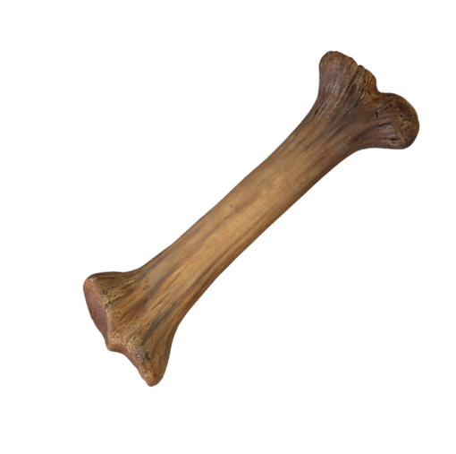 BONE MEDIUM JR R-043