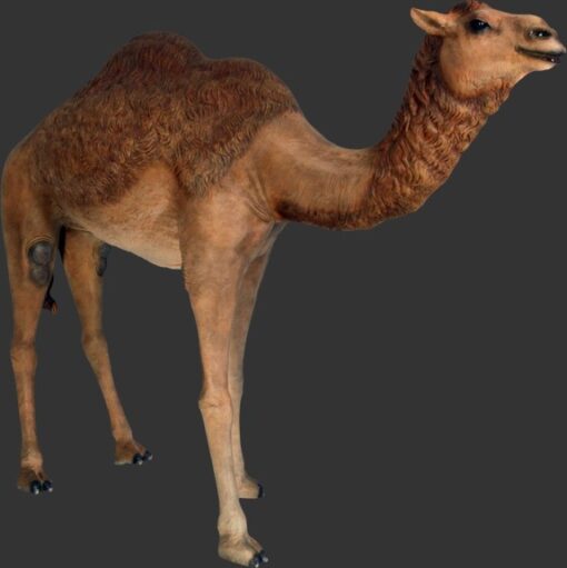 CAMEL DROMEDARY JR 120052