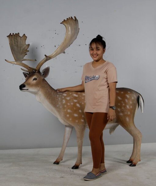 FALLOW DEER - BUCK  JR 190016