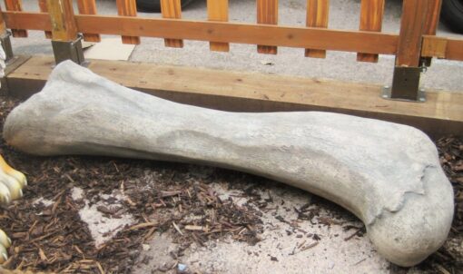 APATOSAURUS FEMUR FOSSIL JR 140057