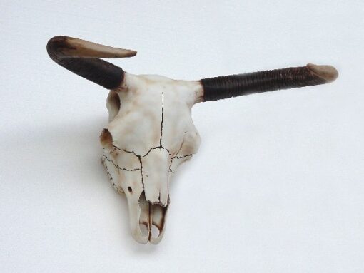 BULL SKULL HEAD JR 2155