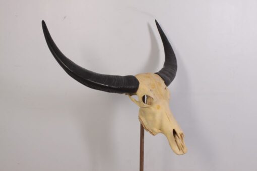 IVORY SKULL LARGE JR 0030
