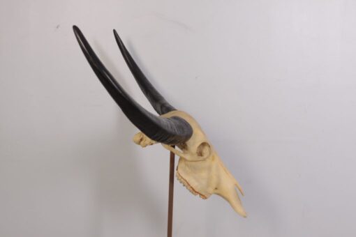 IVORY SKULL LARGE JR 0030 - Image 7