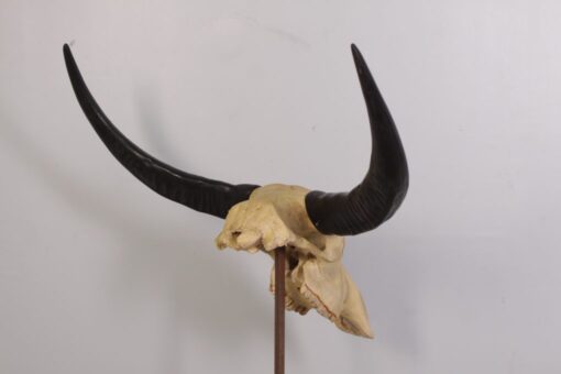 IVORY SKULL LARGE JR 0030 - Image 8