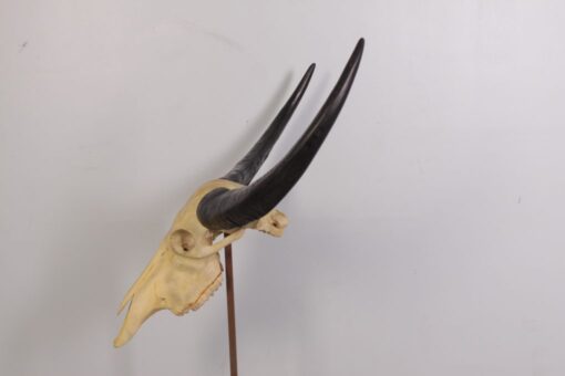 IVORY SKULL LARGE JR 0030 - Image 2