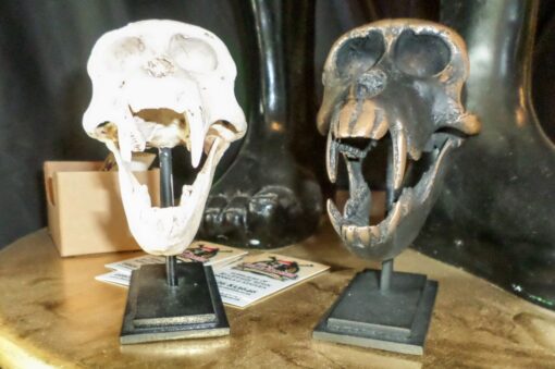 MACAQUE SKULL ON BASE JR 160178