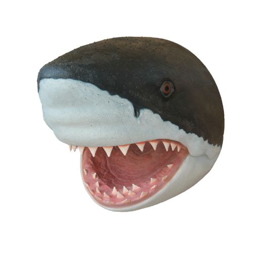 SHARK HEAD JR R-032 - Image 2