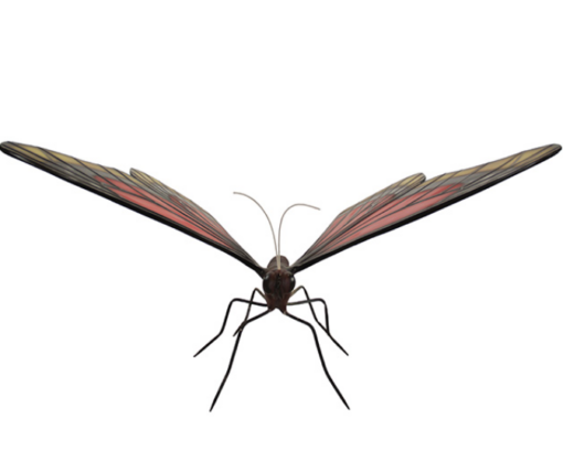 BUTTERFLY JR R-055 - Image 2