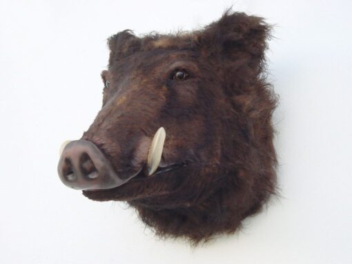 WILD BOAR HEAD JR 2115