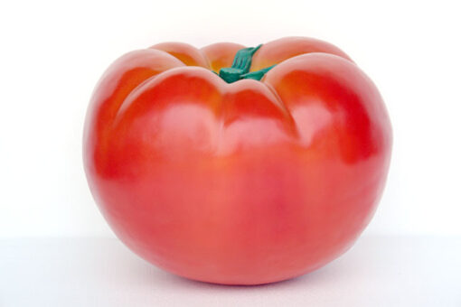 TOMATO JR 2527